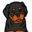 a-love-of-rottweilers.com