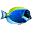 acquariofiliaitalia.it