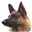 activedogs.com