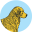 adoptagolden.com