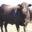 agcenter.com