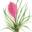 airplant.com