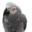 animalarkvetservice.com