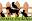 animalpickings.com