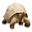 backwaterreptiles.com