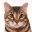 bengalcatdirectory.com