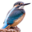 birdwatch.org.ua