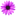 blooms.ge