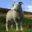 bluesky-sheep.com
