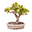 bonsai-als-hobby.de