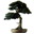 bonsai.fr
