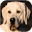 brookslabradors.com