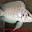 californiacichlids.com