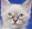 catangelsnc.org