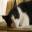 cathousemails.com