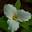 cochatonursery.com