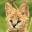 coin-serval.com