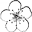 corcodus.ro