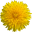 dandelion.hu