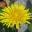 dandelionsalad.wordpress.com