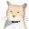 dashkitten.com