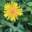 delightfuldandelions.com