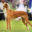 dog-breeds.net