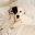 dogperday.com