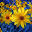 floresdebach.mx