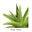 foreveraloe.in