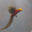 gamebirds.me