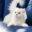 gatos20.com