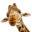 giraffedesign.co.uk