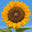happyseedsshop.com