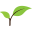 herbalpapaya.com
