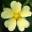 herbarium-online.ch