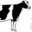 holstein.info.pl