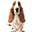 hushpuppies.com.pk