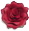 iimagez.com