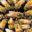 indyurbanbeekeeping.org