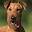 irishterrier.org