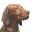 jagdhund-magyar-vizsla.de