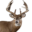 joecoombs.com