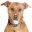 k-9connection.net