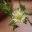 kanna-sceletium-tortuosum.com
