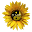 kansassleep.org