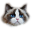 kotyragdoll.pl