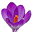 krokus.lv
