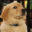 labrador.dn.ua