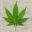 legallyrooted.org